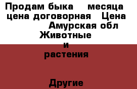 Продам быка ,4 месяца ,цена договорная › Цена ­ 15 000 - Амурская обл. Животные и растения » Другие животные   